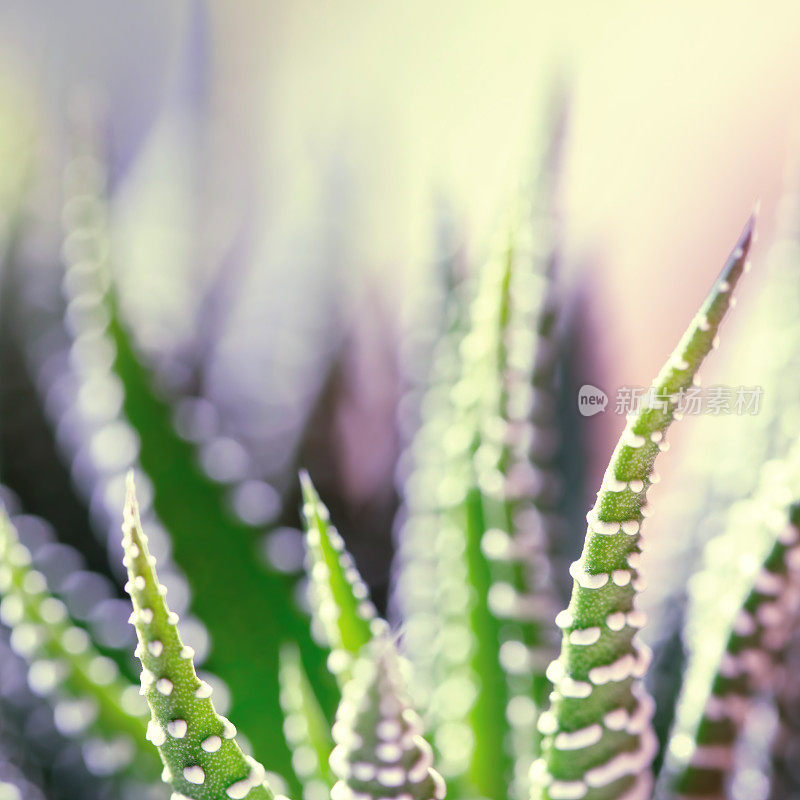 肉质植物(Haworthia Attenuata)特写